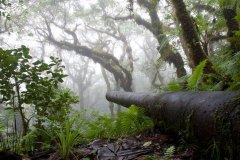 15 cm Japanese naval gun on Kupwuriso Mountain, U, Pohnpei, Micronesia